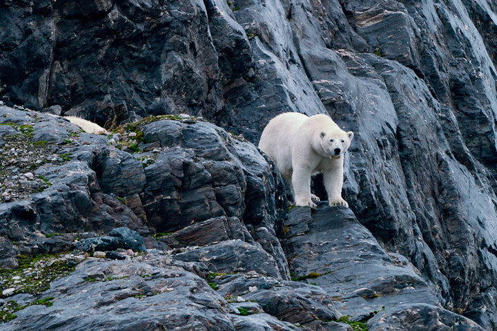 Curious female polar bear