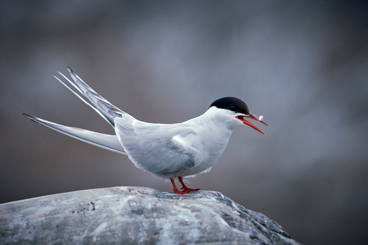 Arctic Wildlife