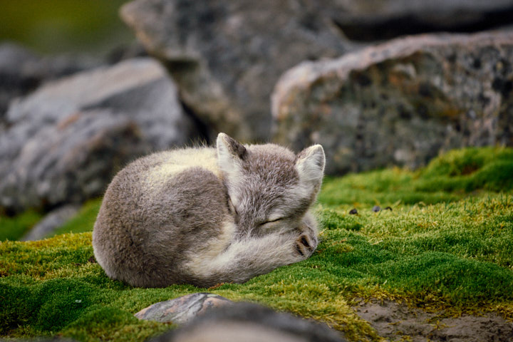 Polar Fox, Magdalenenfjorden