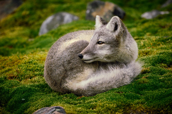 Polar Fox, Magdalenenfjorden