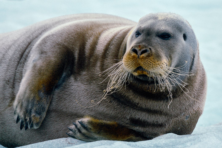 Bearded Seal, Liefdefjorden