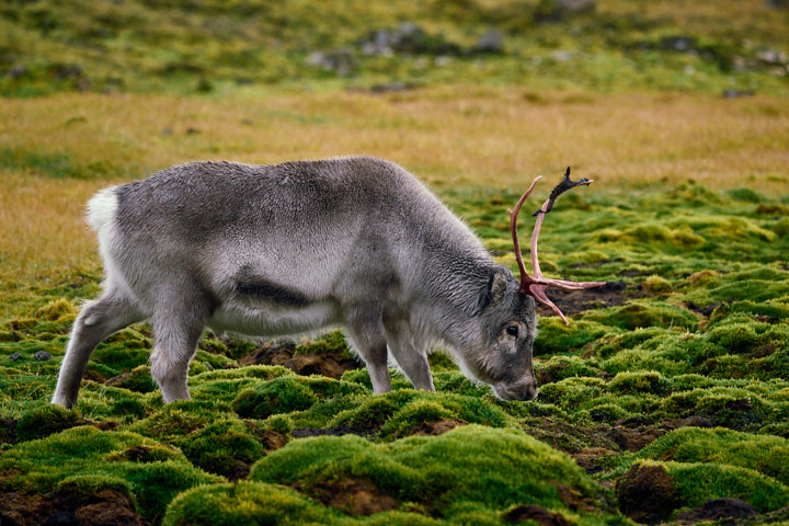 Reindeer, Alkhornet