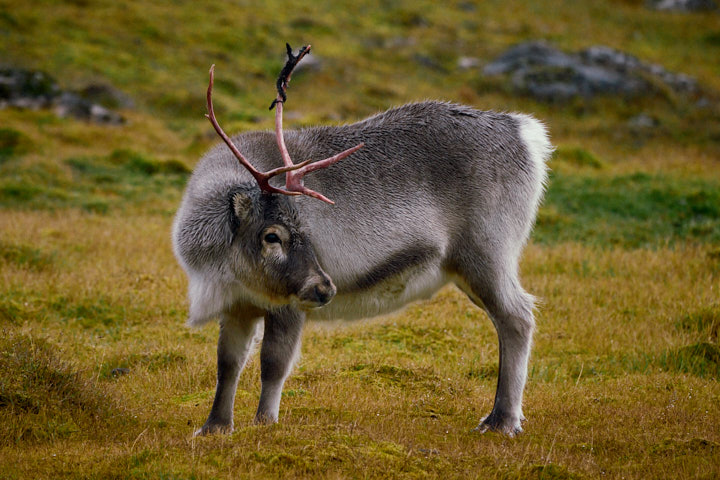 Reindeer, Alkhornet